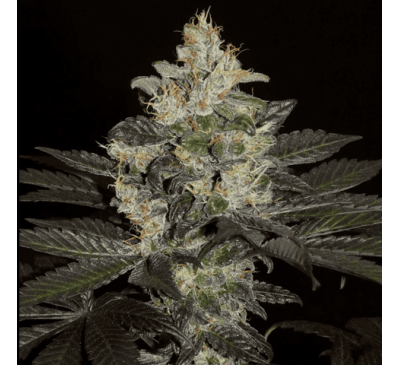 Балх (Photo.Fem.) 1 шт. / Balkh 2026